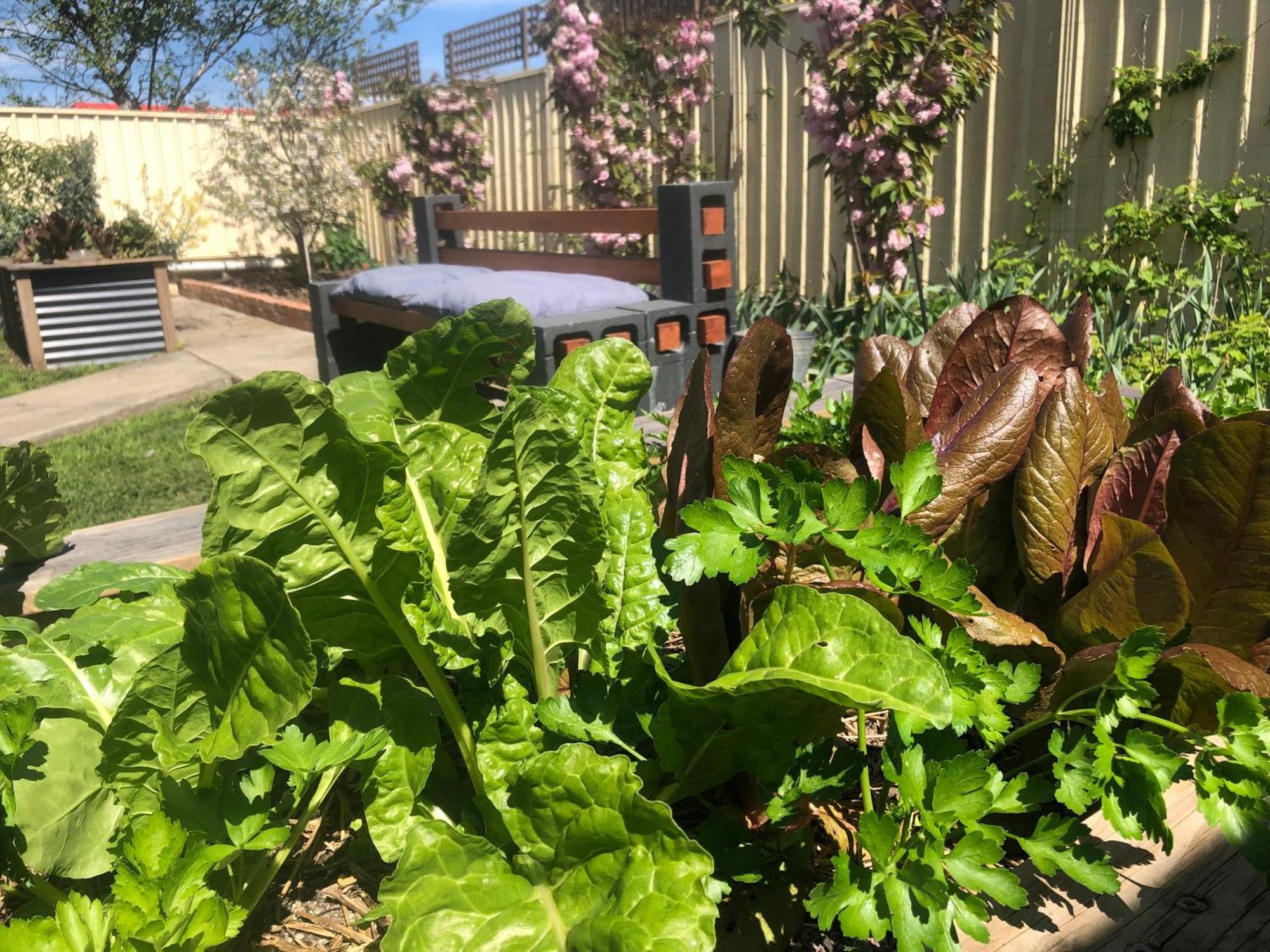 Lovely Budget Vegan Homestay Launceston Buitenkant foto